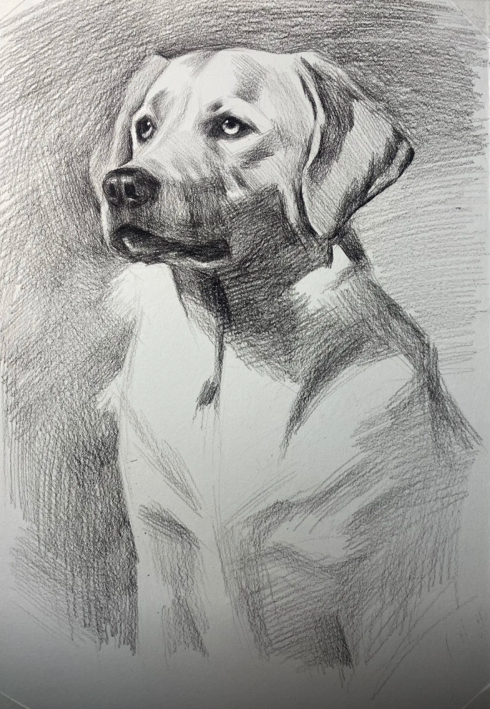 Custom hand-drawn pet pencil and charcoal sketch portrait from photo — dog portrait — image 2