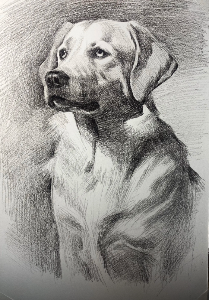 Custom hand-drawn pet pencil and charcoal sketch portrait from photo — dog portrait — image 1
