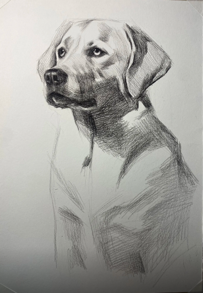 Custom hand-drawn pet pencil and charcoal sketch portrait from photo — dog portrait — image 3