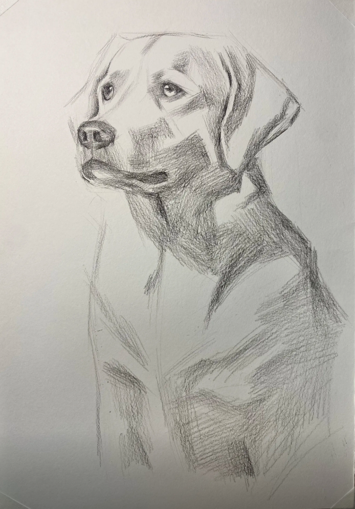 Custom hand-drawn pet pencil and charcoal sketch portrait from photo — dog portrait — image 4